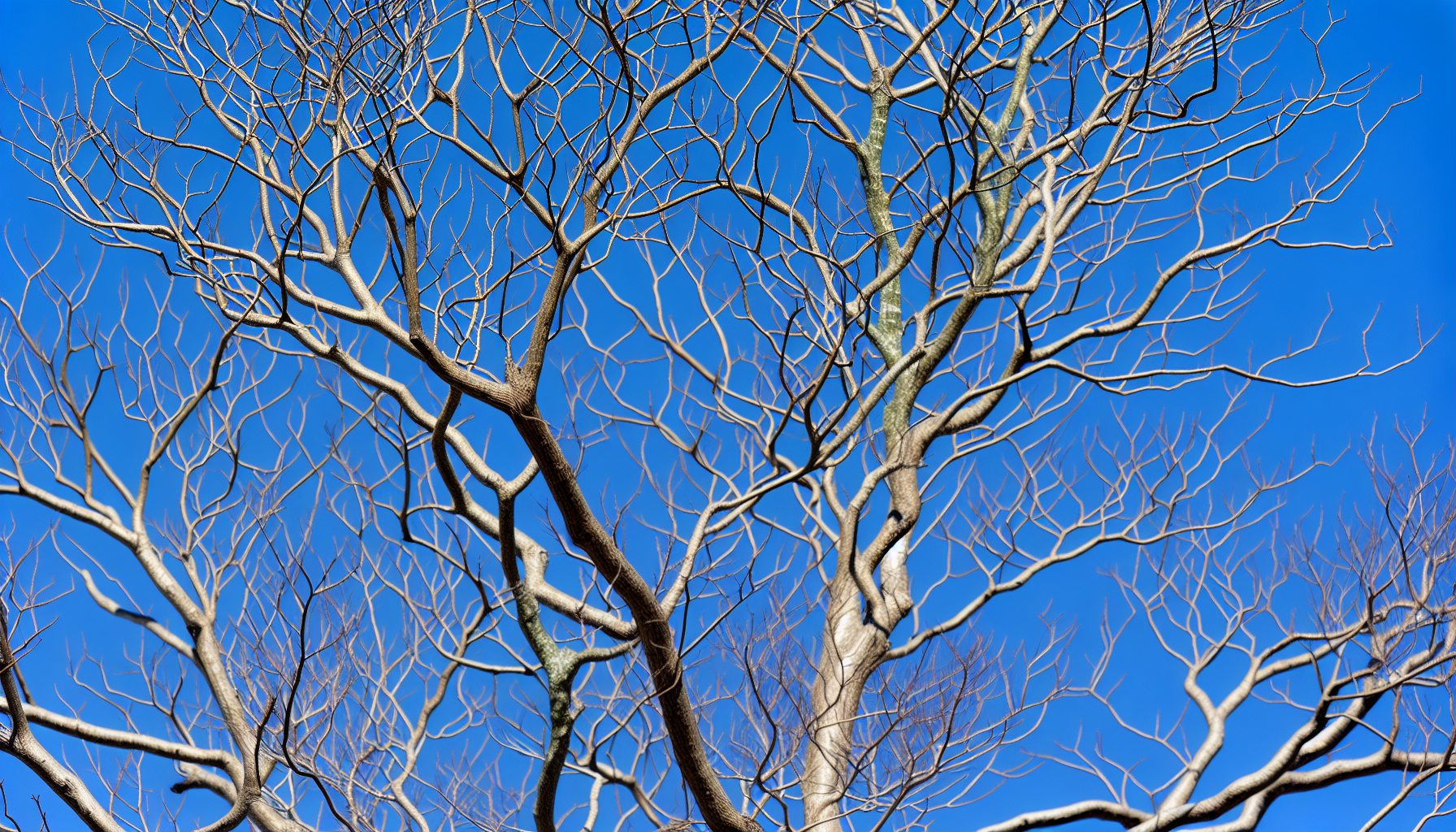 Close-up of bare branches with no green foliage