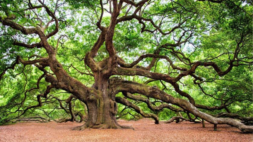 Oak Tree Wilt Treatment