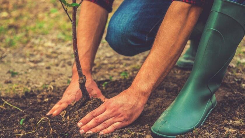 Tree Quotes planting a tree