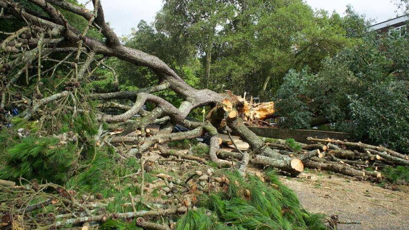 Tree Storm Damage