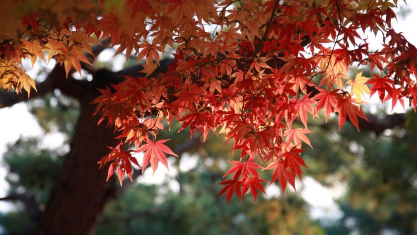 Type of Maple Trees