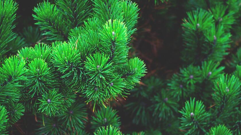 Types of Pine Trees